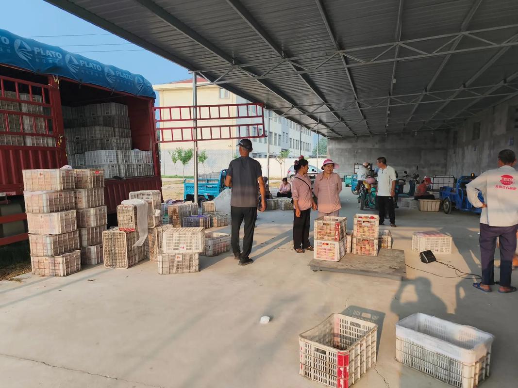 果香满园迎丰收——招远市大霞坞果品市场开秤收购侧记